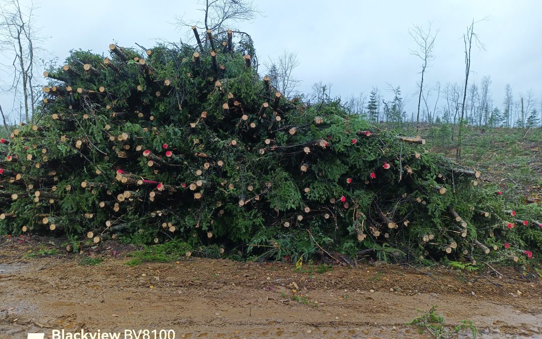 Cinq innovations pour « jardiner » la forêt québécoise